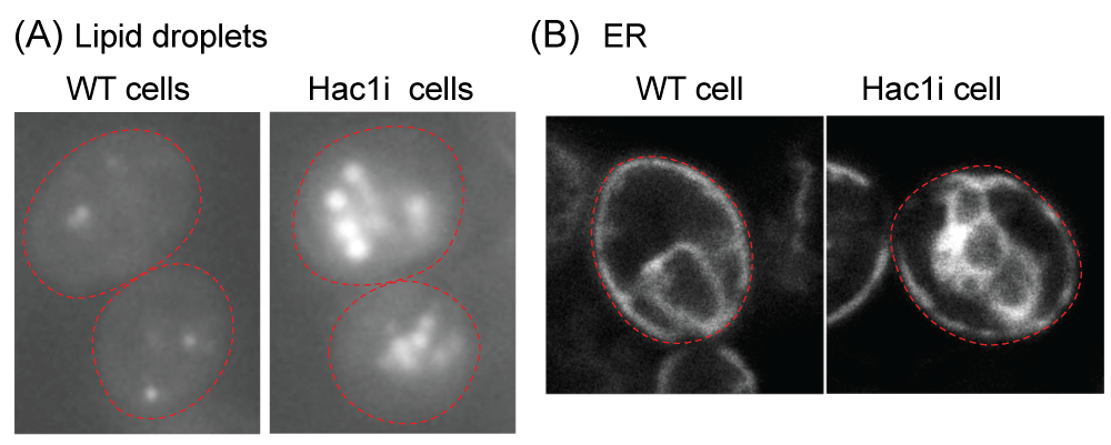 Fluorescence microscopic analysis of S. cerevisiae cells Wild-type S. cerevisiae cells (BY4742 (MATα, ura3, leu2, his3, lys2): WT cell) and their derivative carrying the HAC1i expression plasmid (Hac1i cell) were cultured in yeast standard synthetic complete (SC) medium at 30 °C and fluorescence microscopically observed. To generate the HAC1i expression plasmid, the HAC1i gene was cloned into the Tet-off vector pCM190 [20], leading to inducible expression of the Hac1i protein upon culturing cells in the SC medium. (A) Cells were stained with BODIPY 493/503 to visualize neutral lipids. Hac1i cells carried larger and more abundant lipid droplets than WT cells. (B) The fluorescent ER marker protein, Elo2-mCherry, was expressed from a plasmid that had been created by insertion of the ELO2 gene, which encodes an ER membrane protein Elo2, into the mCherry expression plasmid pYT-TDH3p-PMA1-mCherry [21]. The ER in Hac1i cells was more expanded than in WT cells. Red dashed lines represent the cell outline.