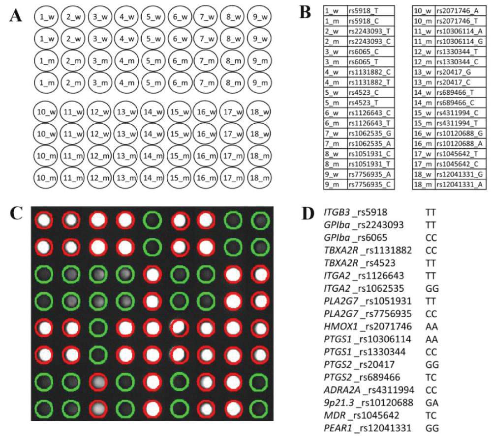 Biological microchip for genetic marker analysis.