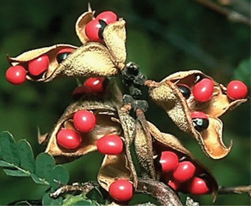 Seeds of Abrus precatorius.