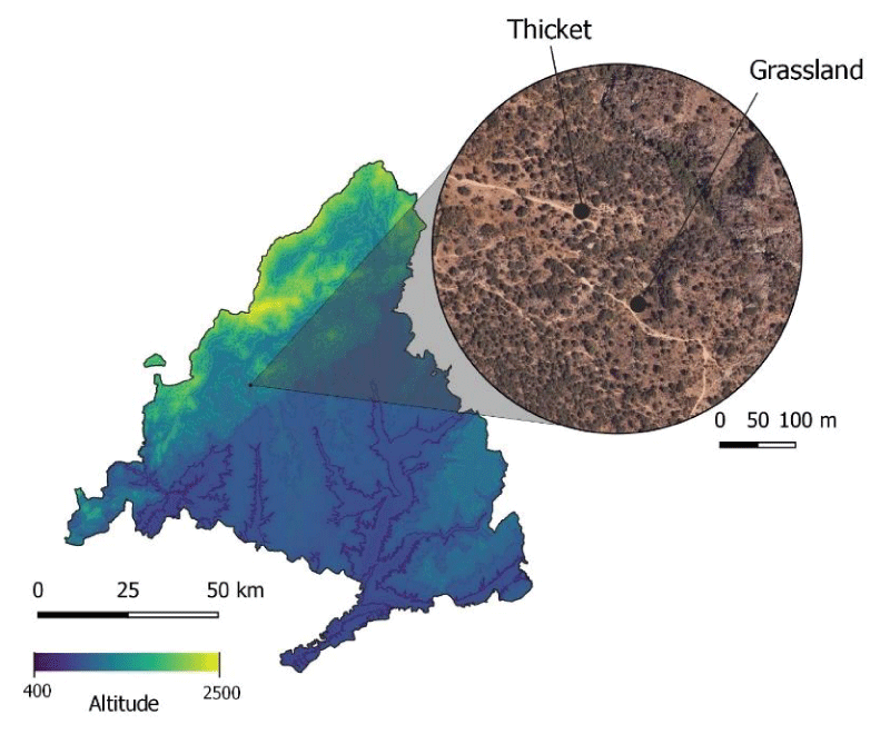 Location of the study sites, the thicket and the grassland, Galapagar, Madrid, Spain.