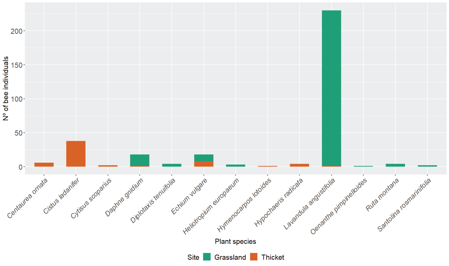 Number of bee individuals collected on each plant at both sites (grassland and thicket).