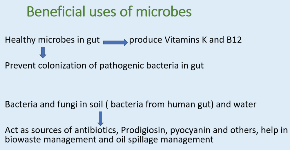 Various applications in harnessing microbes for the benefit of mankind (Image source: Author).