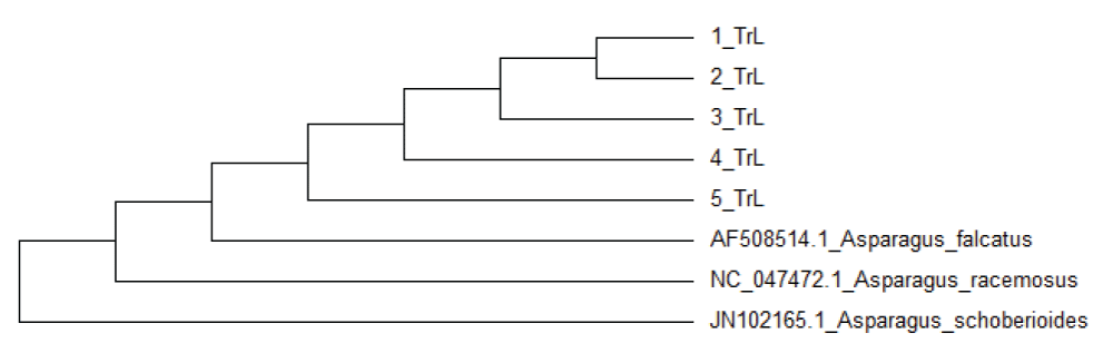 TIC of HPLC-ESI-Q-TOF-MS NEG mode of water extract of wild A. racemosus roots.