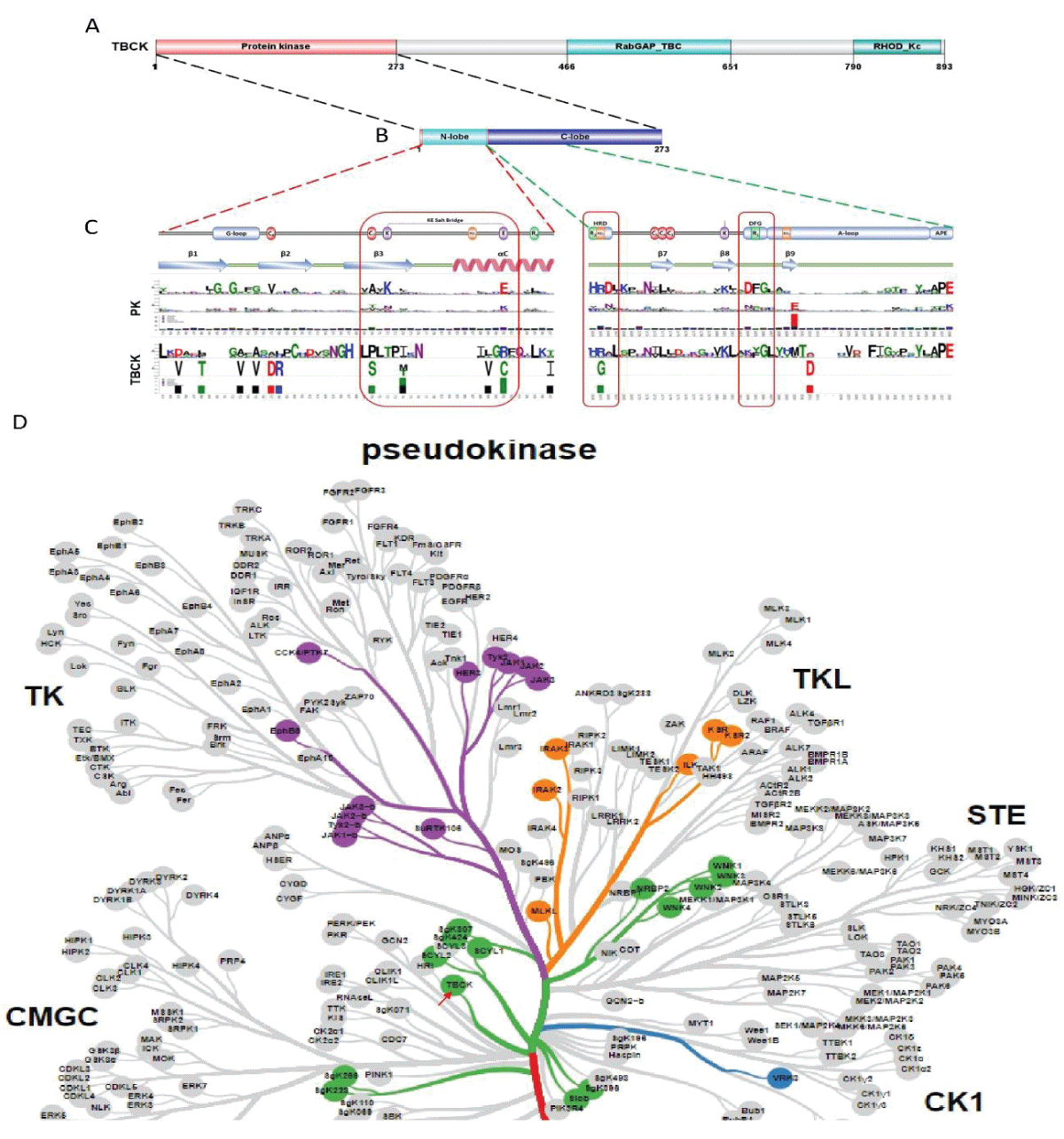 Kinase domain analysis for TBCK. A. A diagram of TBCK including 3 known domains: STYKc; TBC and RHOD; B. N lobe and C-lobe of TBCK kinase domain; C. Detailed motifs and structure for kinase domain of TBCK were visualized via the online database KinOrtho. D. TBCK was listed as a pseudo kinase in a kinase tree.