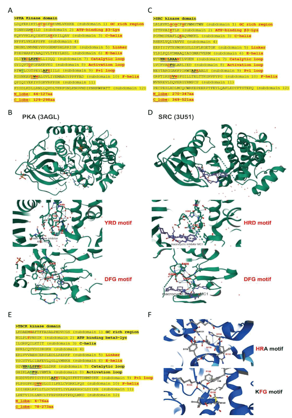  Common structure features for conserved kinase motifs. A. Common sequence features for 12 subdomains of PKA’s kinase domain; B. The 3D structure for PKA as well as the conserved YRD and DFG motifs; C. Common sequence features for 12 subdomains of SRC’s kinase domain; D. The 3D structure for SRC as well as the conserved YRD and DFG motifs; E. The potential Kinase subdomains of TBCK; F. The predicted 3D structures for the HRA and KFG motifs, which missed the key “D” residues.