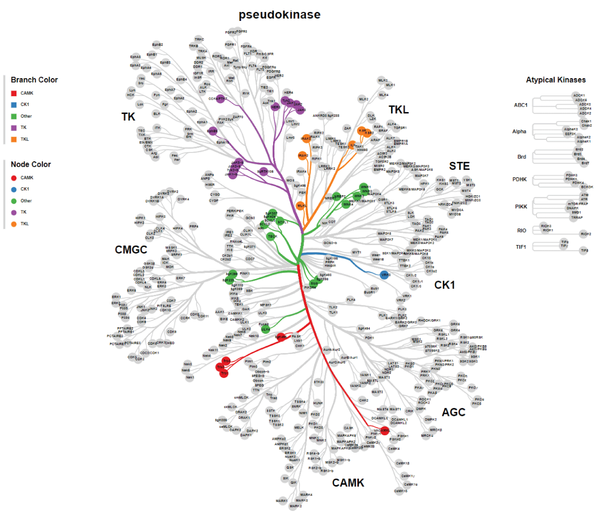 High resolution for the pseudo kinase tree.