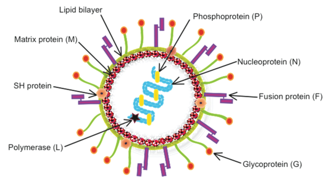 A model structure of Human Metapneumovirus. Source: Wikimedia