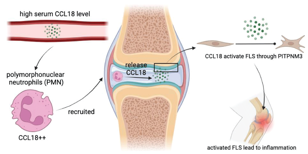 Scheme for the role of CCL18 in rheumatoid arthritis.