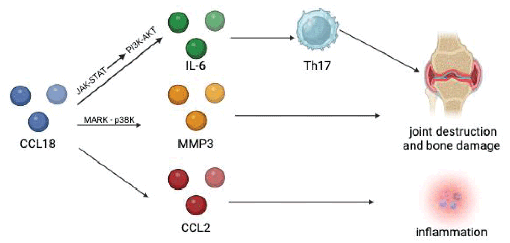 Scheme for CCL18 relation to other downstream cytokines and its signaling pathways.